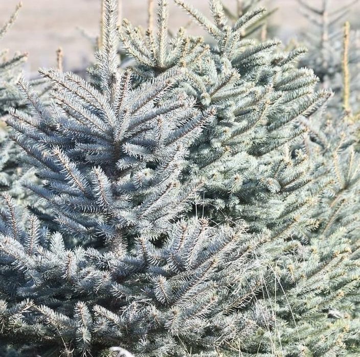 Brad argintiu si brad verde!