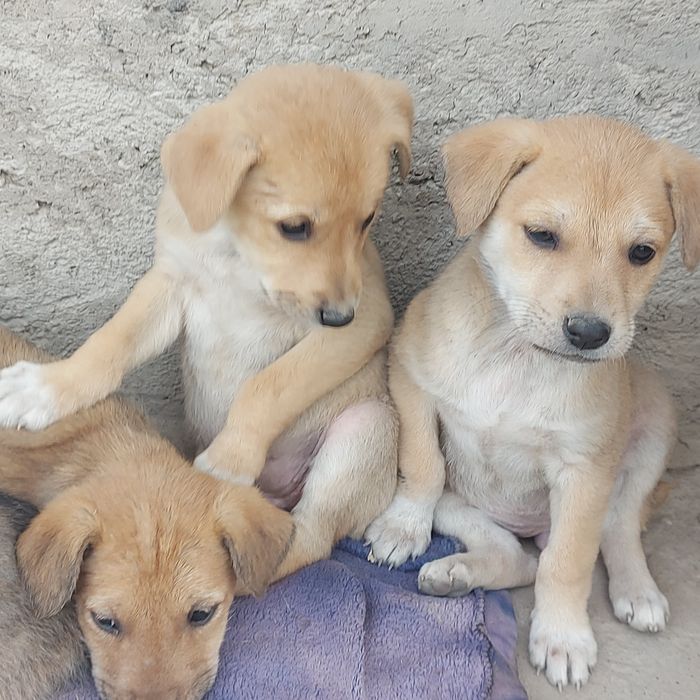 Собаки Животные Щенки 1,5 месяца