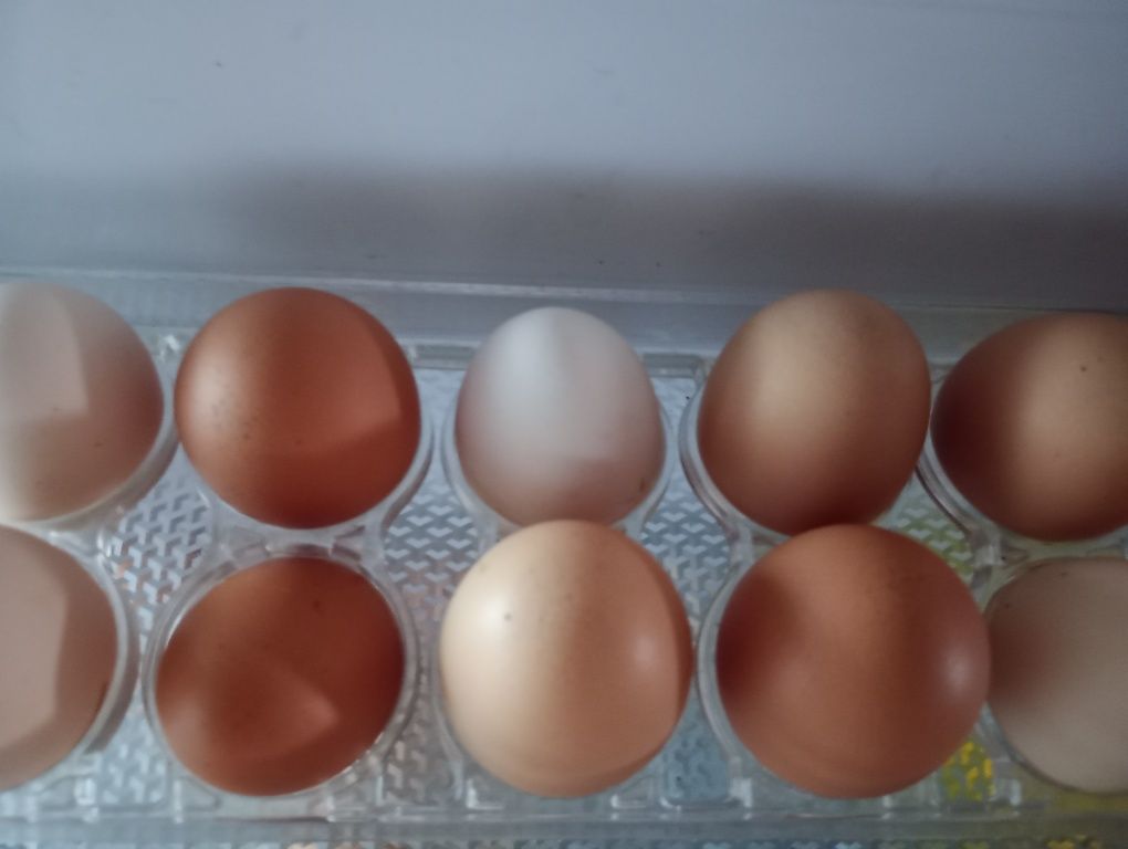 Ouă găini de curte