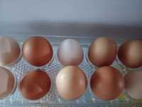 Ouă găini de curte