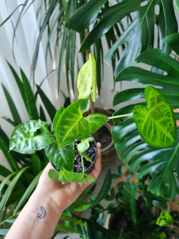 Syngonium Podophyllum (Planta varf de sulita)