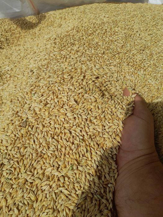 Orz orzoaica  toamnă  pentru furaje