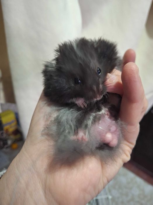 Продам клетку с хомячками