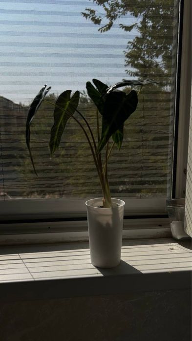 Алаказия бамбино alakaziya bambino