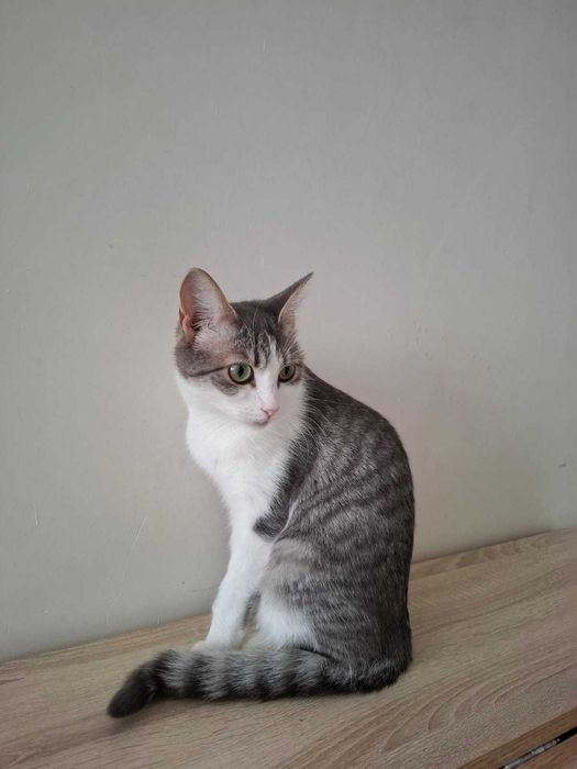 Отдам в добрые руки стерилизованную кошку