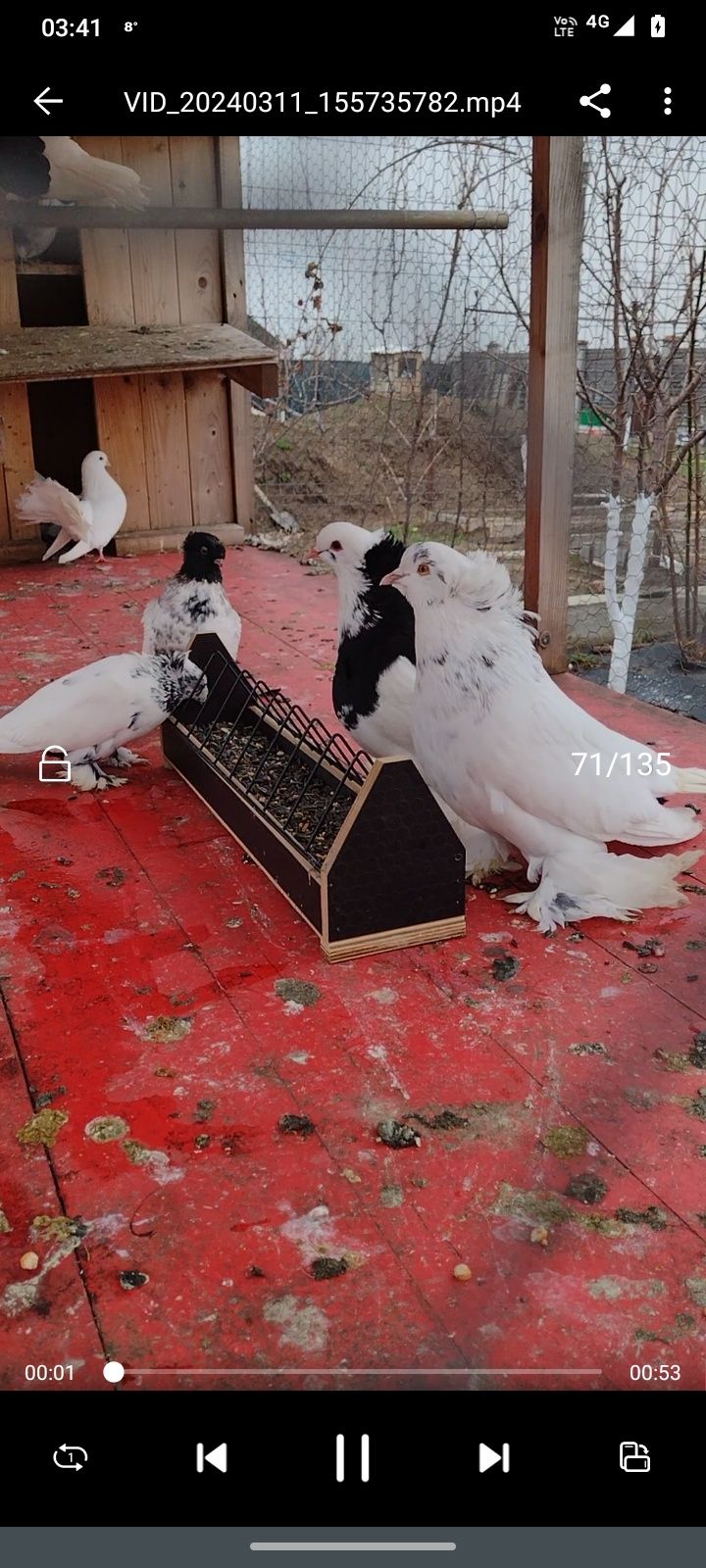 Schimb porumbei cu Gușati de Pomerania