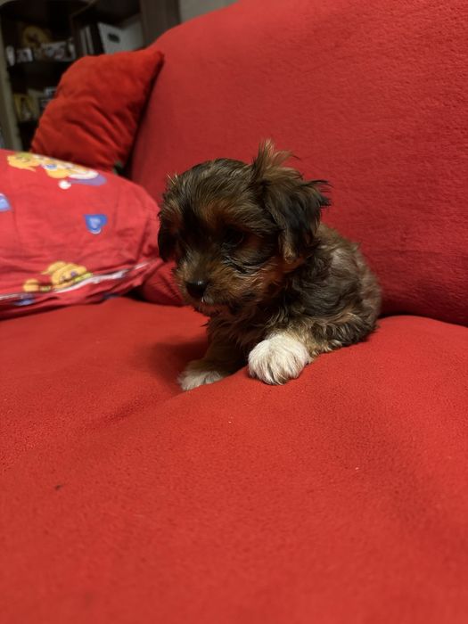 Vind Yorkshire maltez maro