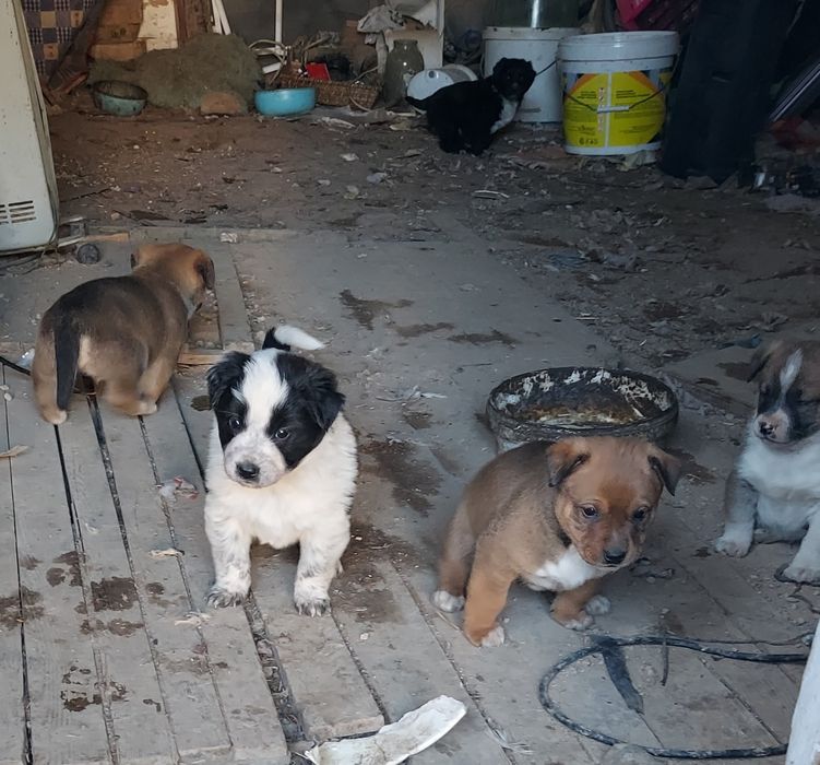 Щенята в хорошие руки отдам