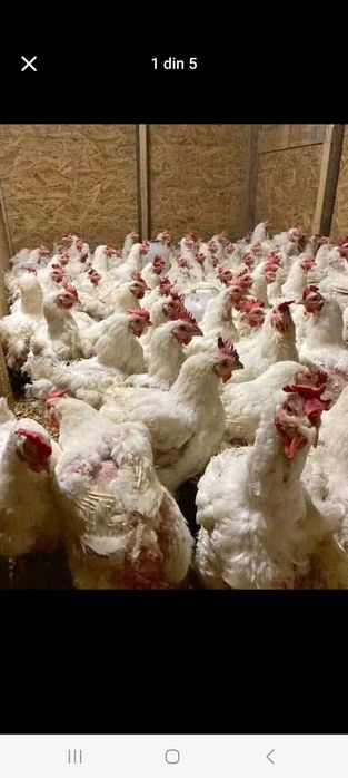 Vindem pui de carne pui rasă mixtă rate gaini albe și gaini roși .