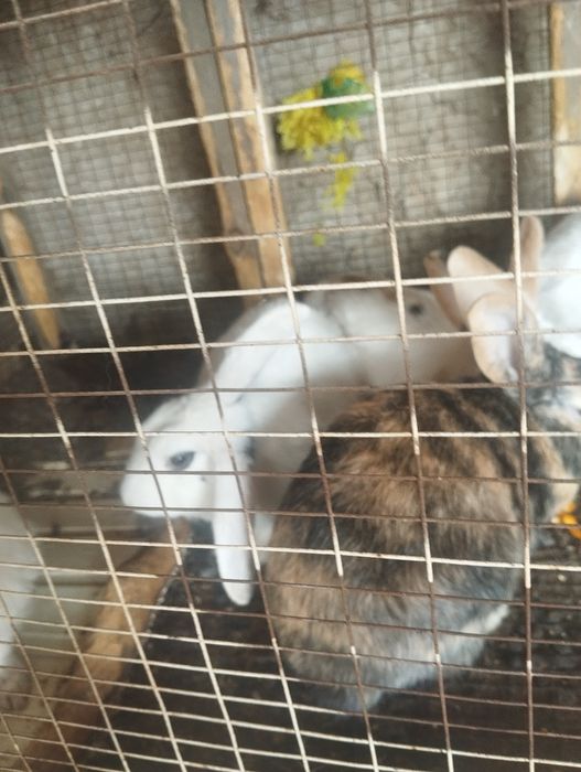 Quyonlar sotiladi koʻpi erkak 150 dan kelishamiz 5ta xar xil rang