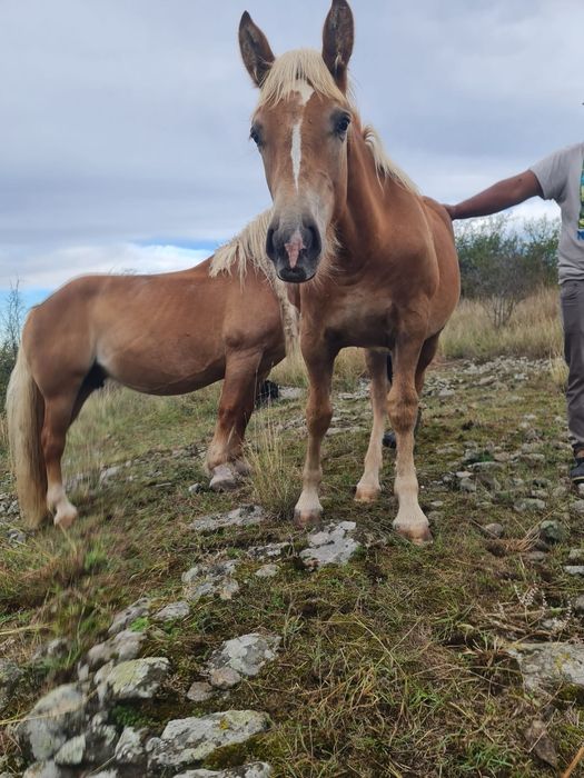 O mânză blonda de vânzare de 5 luni este foarte cuminte