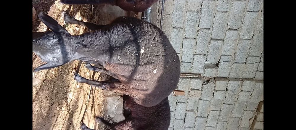 Solu quyla    3 ta 1 tasi quchqor ,/ 2 tasi kotta 1 ta solu kichiyri