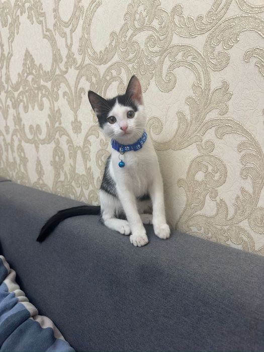 Котенок, мальчик 5 месяцев. К лотку приучен