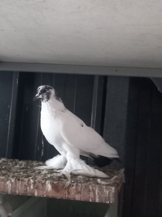 porumbei incaltati tapalagiosi și texani