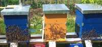 Vând 10 stupi / familii de albine