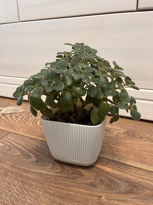 Аихризон (дерево любви) в новом отличном кашпо