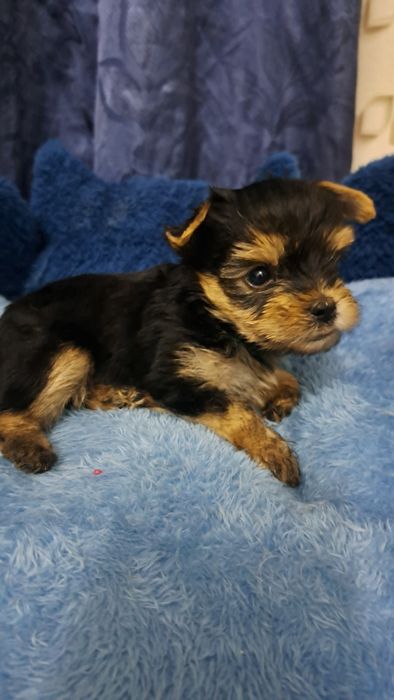 Продаю клубных щенков йорков