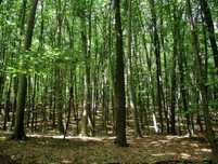 Teren/Padure Extravilan 3500m2