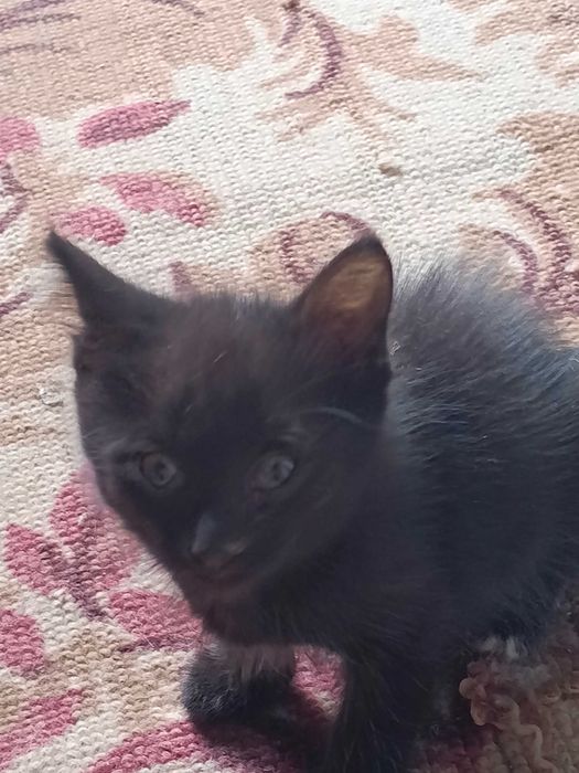 отдадим котят добрым людям