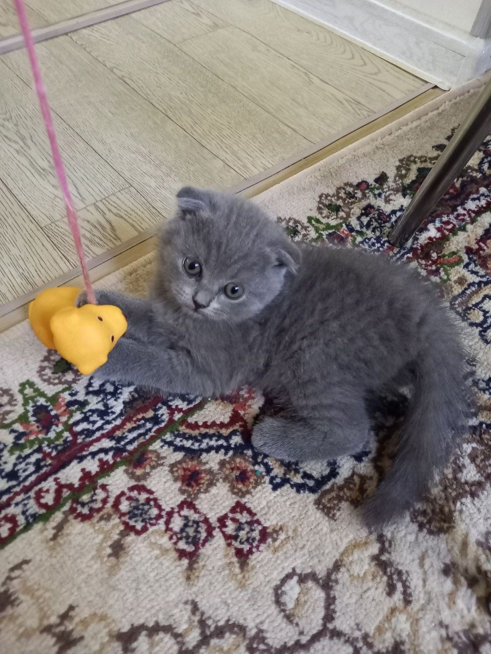 Продаются котята скотиш фолд и скотиш страйт