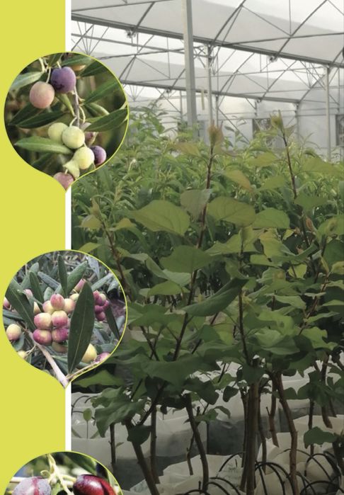 Саженцы фруктовых деревьев