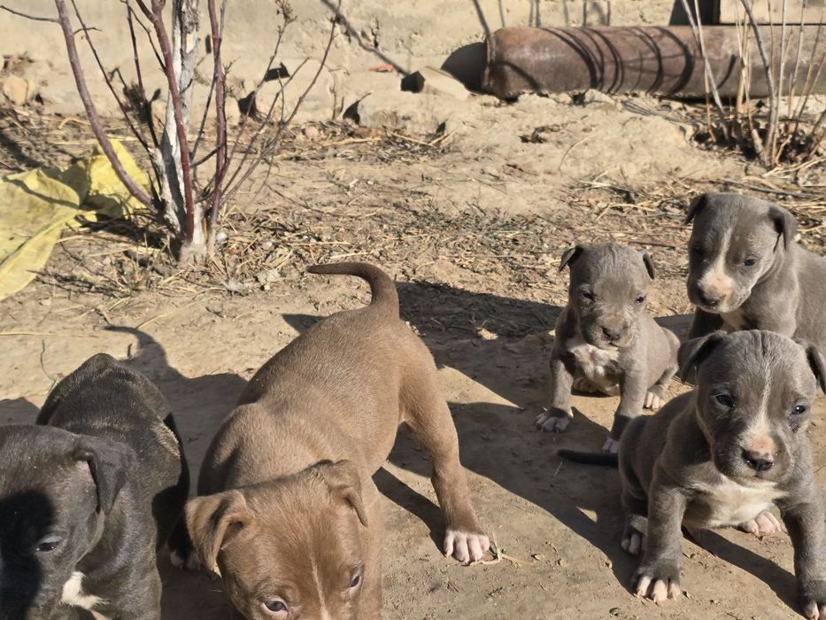 Продаются щенки питбуля