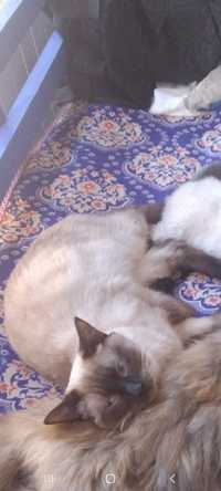 Сиамский кот потерялся сиамский эркак мушук йуколди