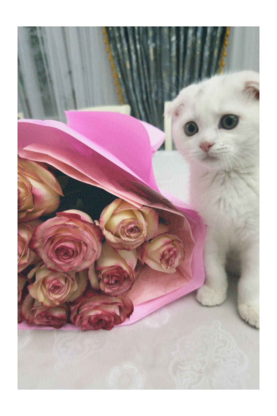 Продается кот мальчик