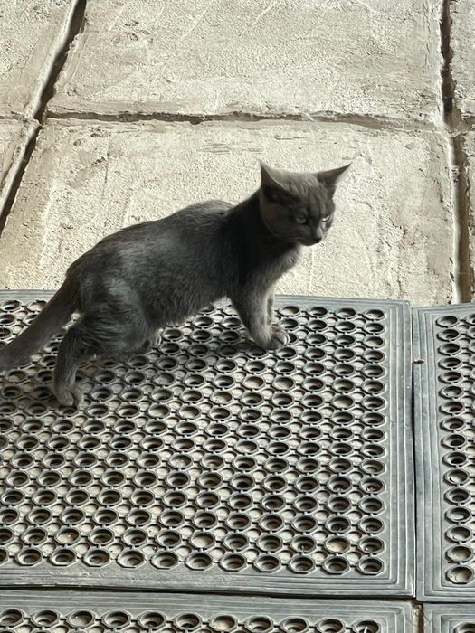 Отдам котенка в хорошие руки