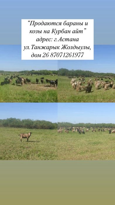 Продам бараны и козы