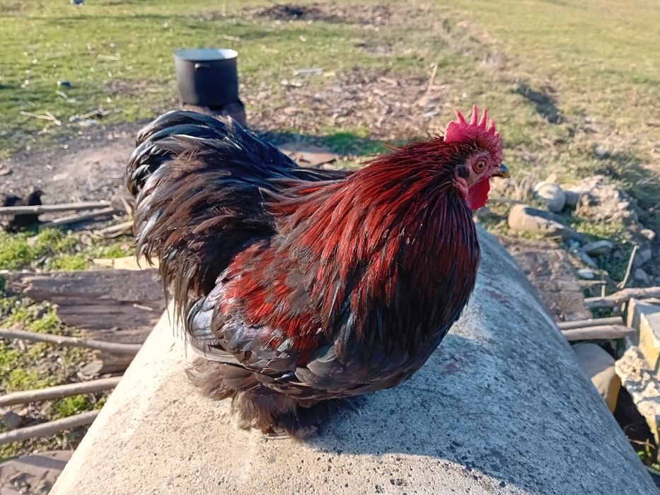 Vând  cocoș cochinchina pitic de anul acesta