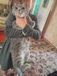 Кошка веслоухолая