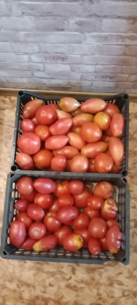 Продам помидоры домашние.