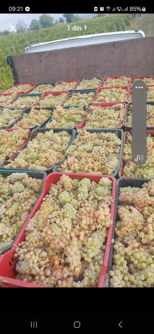 Vând struguri de vin  cu transport gratuit la domiciliu producție 2025