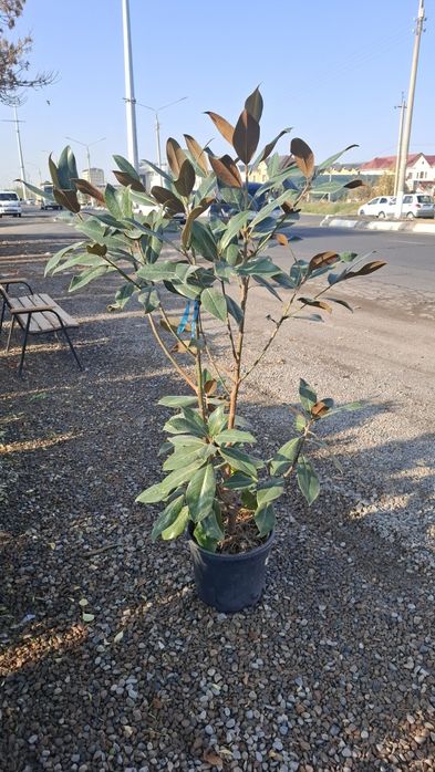 Gazon ekish xizmati sifatli xizmat