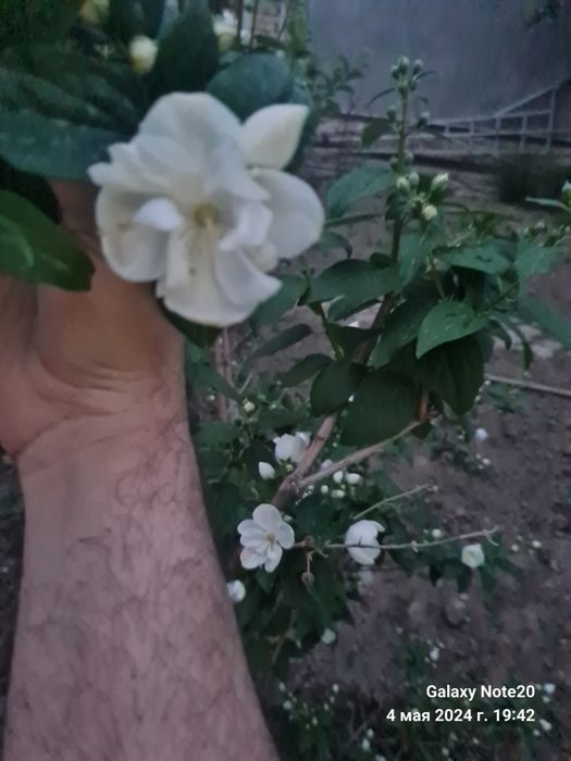 Жасмин махровый - это листопадный куст высотой от 1,5