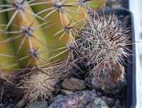 Vand pui cactus Echinopsis Silvestrii din planta de crescatoria Adaria