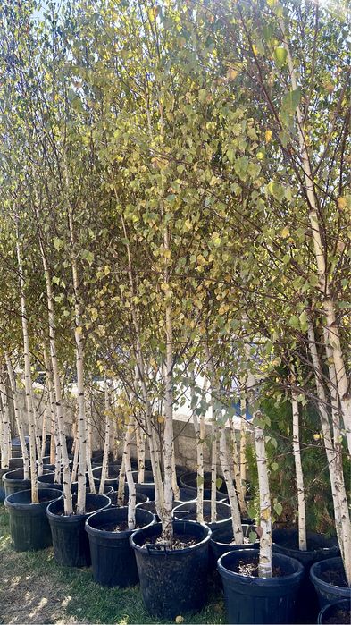 Vand mesteacan tei artar platan