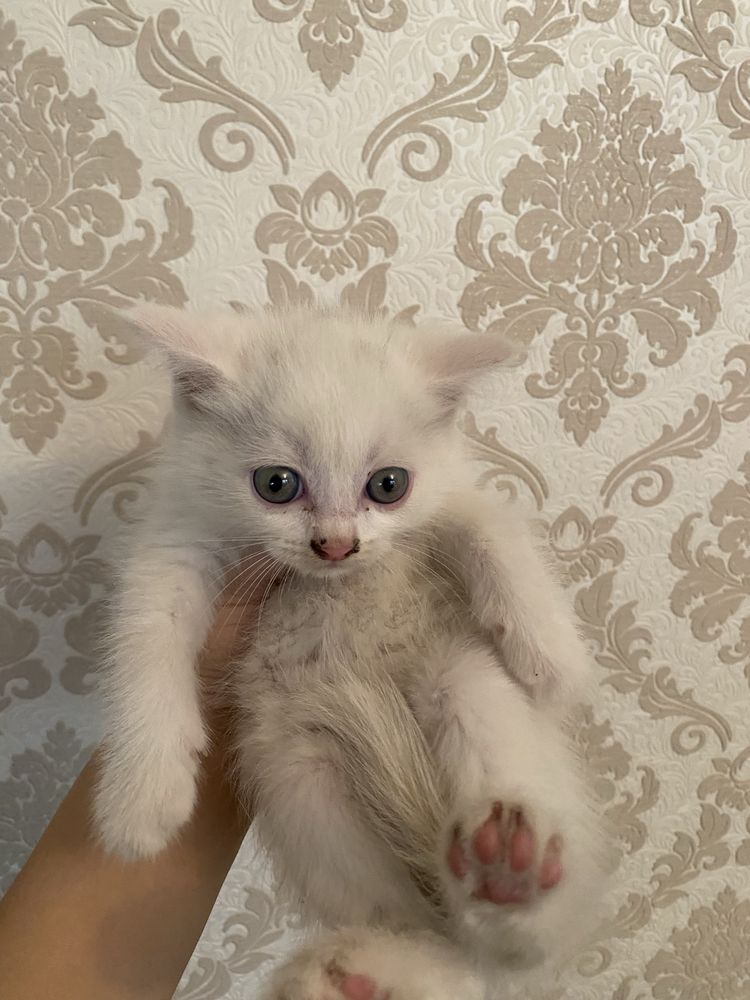 Продается кошка СРОЧНО!!