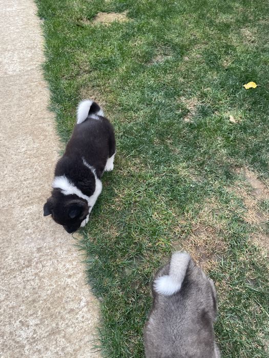 Donez catei akita american