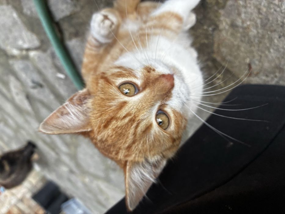 Котета които спешно си търсят дом