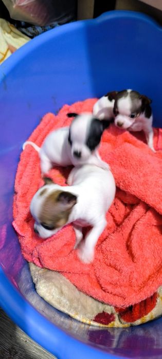 Отдам в хорошие руки, кутята Чихуахуа родились 4 ноября, 3 мальчика