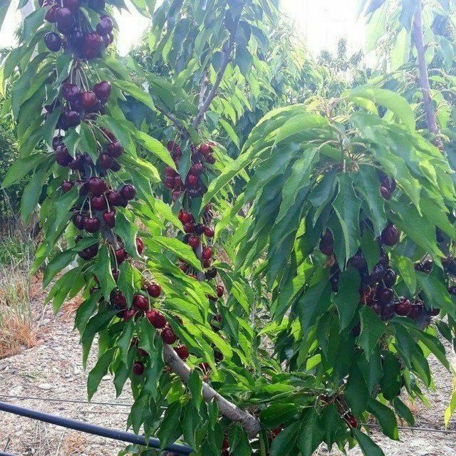 Mevali kuchatlar 100% garantiyali  fermer xujaligida