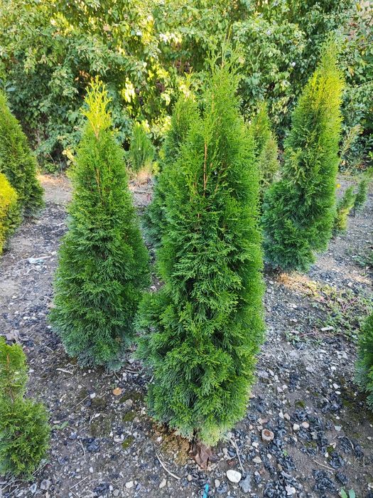 Западна Туя смарагд