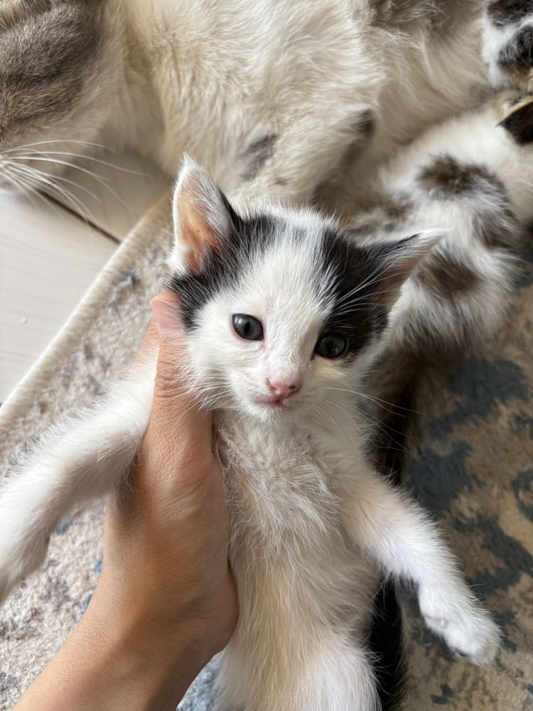Отдам котят бесплатно,