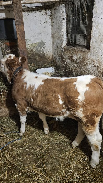 Vând vițea 3 luni Șoimuș