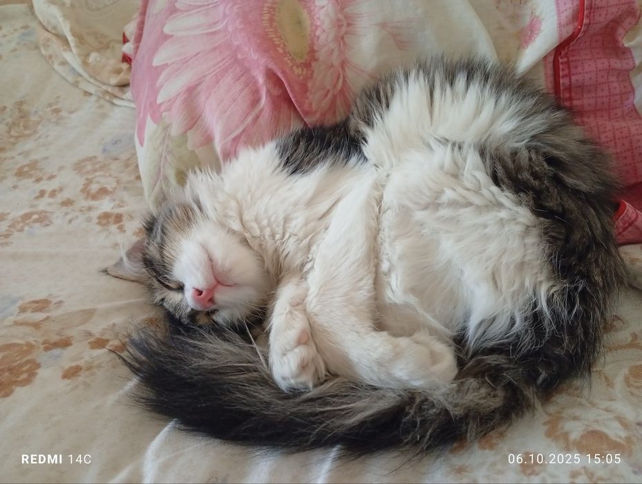 Отдается в хорошие руки котенок
