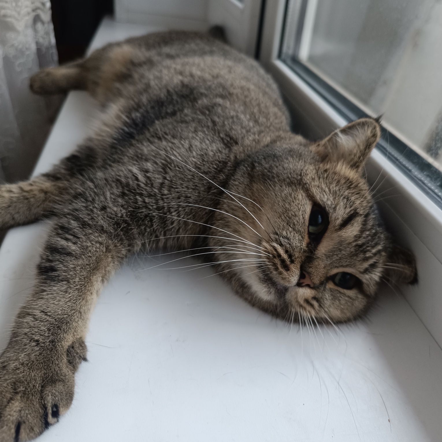 Передержка кошек и котов