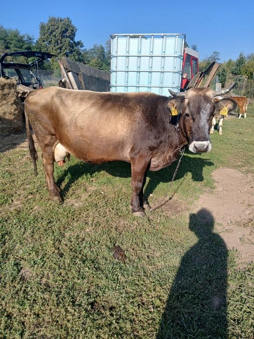 Vaca bruna , 8 ani f bună de lapte