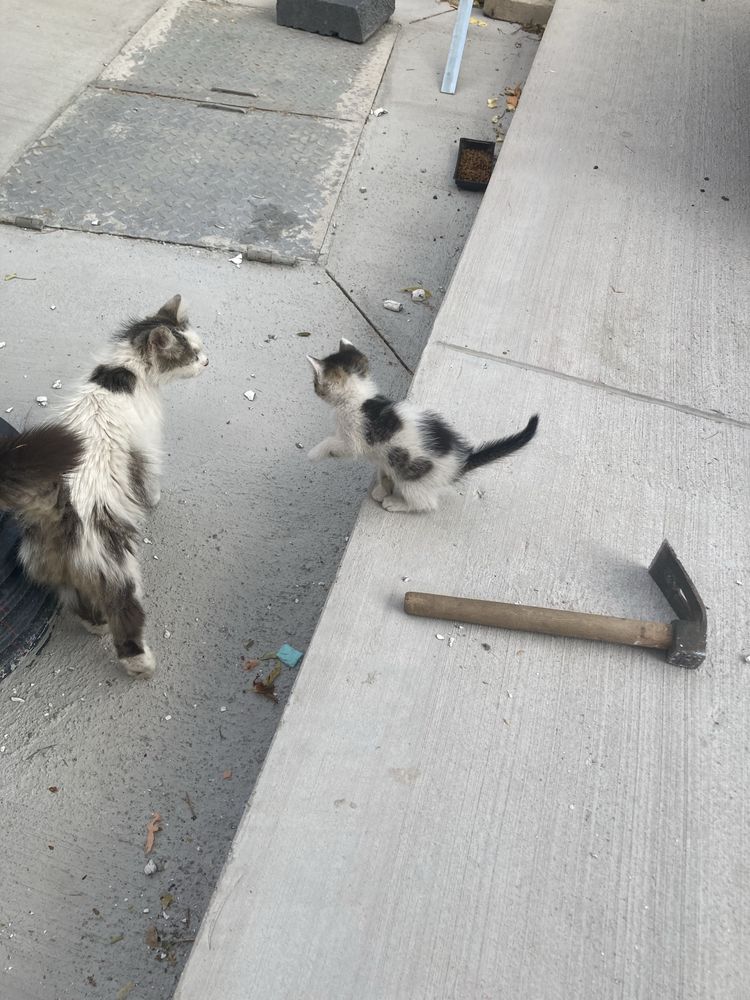 Подарявам котета